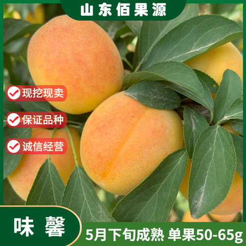 美国杏李味馨嫁接早熟黄金李子树苗果苗晚熟南方北方种植当年结果