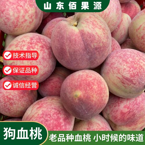 老品种血桃树苗嫁接狗血桃苗早熟红肉离核南北方种植盆栽地栽果苗
