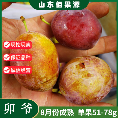 西梅树树苗嫁接卯爷西梅苗盆栽李子树果苗脆甜南北方种植当年结果