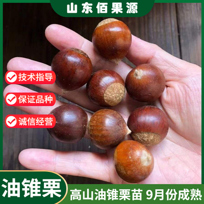 锥栗树苗嫁接小果尖栗子树苗建瓯锥栗苗板栗树苗南方北方种植地栽