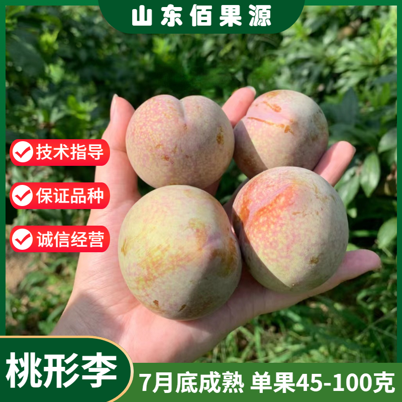 嵊州桃形李树苗嫁接红心李子树苗南北方种植脆甜李子果苗当年结果