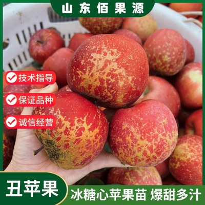 昭通冰糖心丑苹果树苗红露富士果树南北方种植盆栽地栽苹果苗嫁接