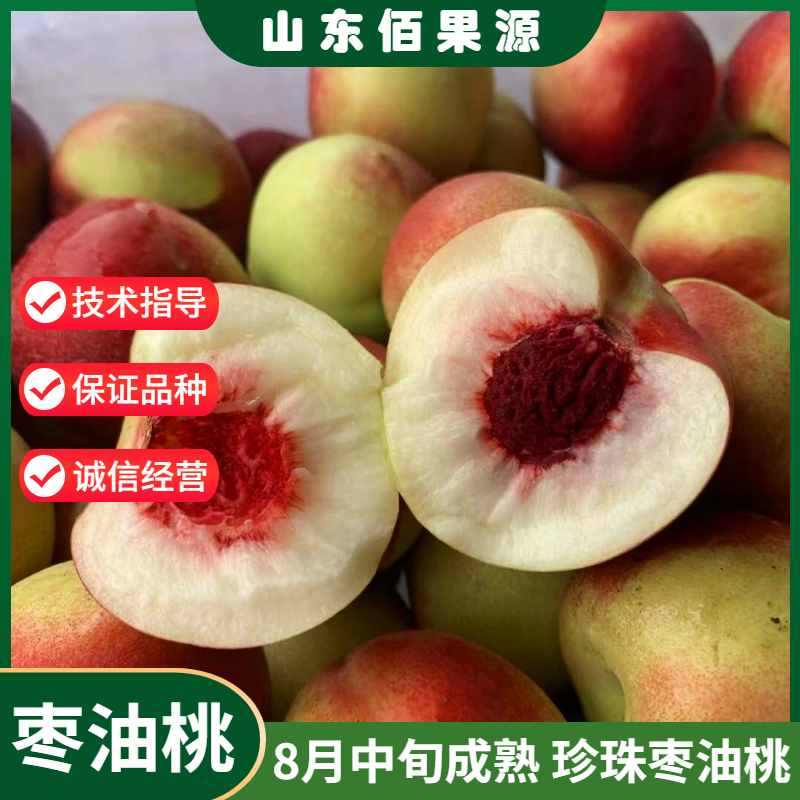 嫁接小果离核油桃苗脆甜红珍珠枣油桃树苗晚熟南北方种植当年结果