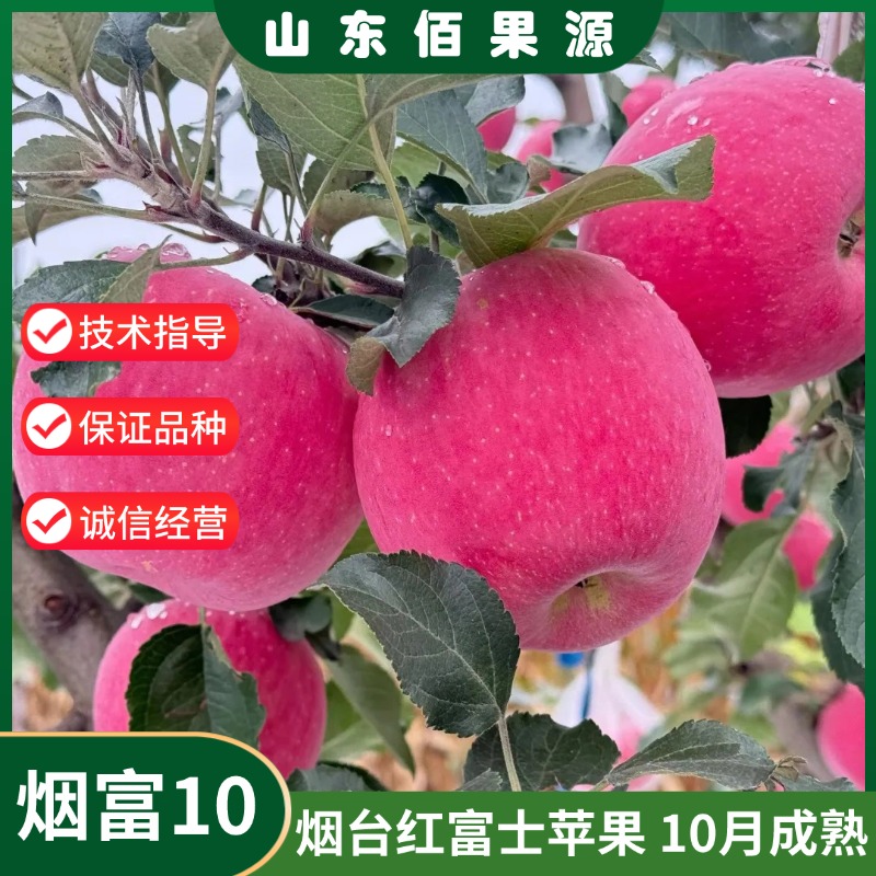 嫁接耐寒山东烟台红富士苹果树苗盆栽庭院特大脆甜烟富10号苹果苗