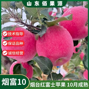 嫁接耐寒山东烟台红富士苹果树苗盆栽庭院特大脆甜烟富10号苹果苗