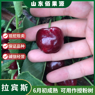 特大樱桃树苗嫁接拉宾斯樱桃苗南北方种植盆栽庭院地栽当年结果苗