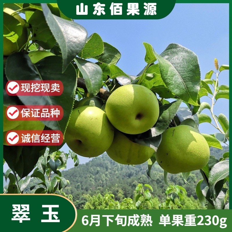 早熟梨新品种翠玉梨树苗嫁接梨苗