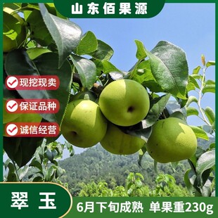 早熟梨新品种翠玉梨树活苗518梨树苗嫁接梨苗翡翠梨树苗当年结果