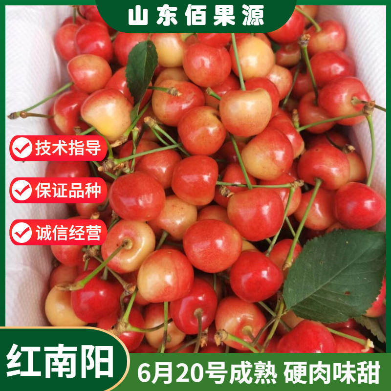 新品种特大早熟樱桃树苗红南阳黄果樱王樱桃苗耐寒嫁接果树苗盆栽