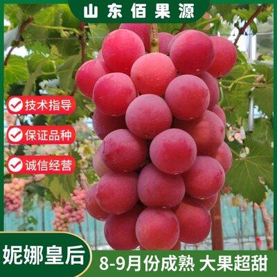 嫁接妮娜皇后葡萄树苗庭院爬藤公主脆甜红提无籽葡萄苗南北方种植