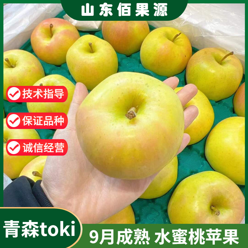 水蜜桃苹果树苗嫁接青森toki苹果苗盆栽南方北方种植地栽当年结果