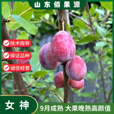 特大果西梅树苗女神红喜梅嫁接晚熟李子苗南北方种植盆栽果树地栽