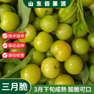 李子树果苗嫁接三月李树苗小珍珠酸甜李子苗特早熟青脆李盆栽地栽