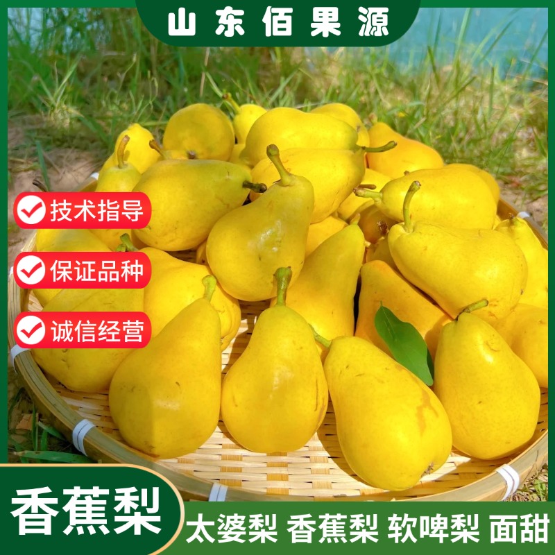 香蕉梨树苗嫁接太婆梨贵妃面甜啤梨苗盆栽地栽南北方种植当年结果