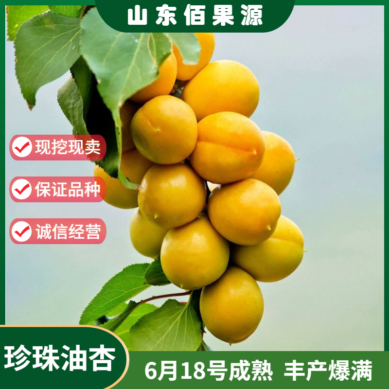 珍珠油杏树苗种植嫁接盆栽结果苗