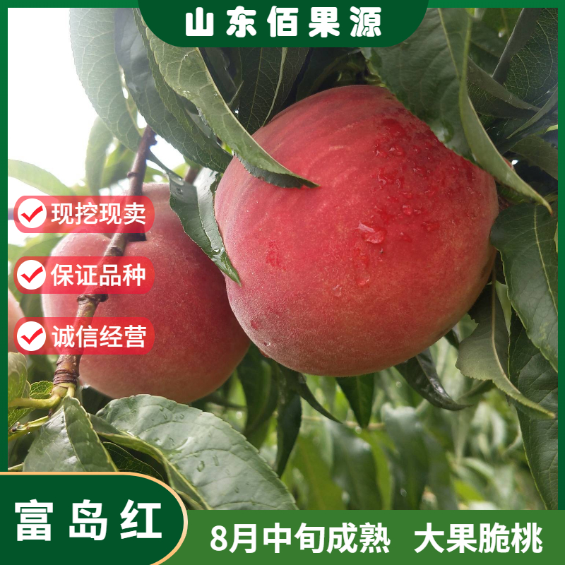 嫁接特大晚熟毛桃树苗南北方种植老品种富岛红桃树苗地栽当年结果