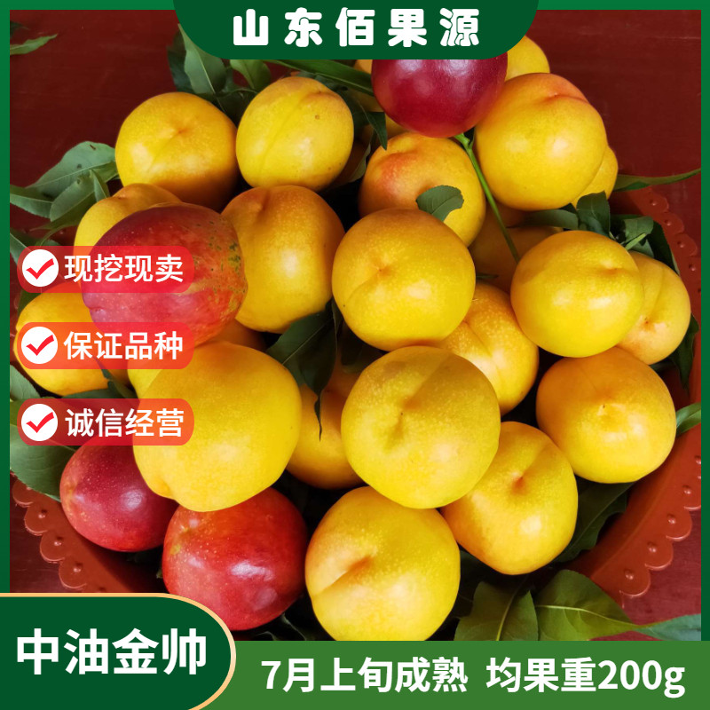 嫁接特大果早熟黄肉油桃树苗新品种南北方种植中油金帅油桃苗地栽