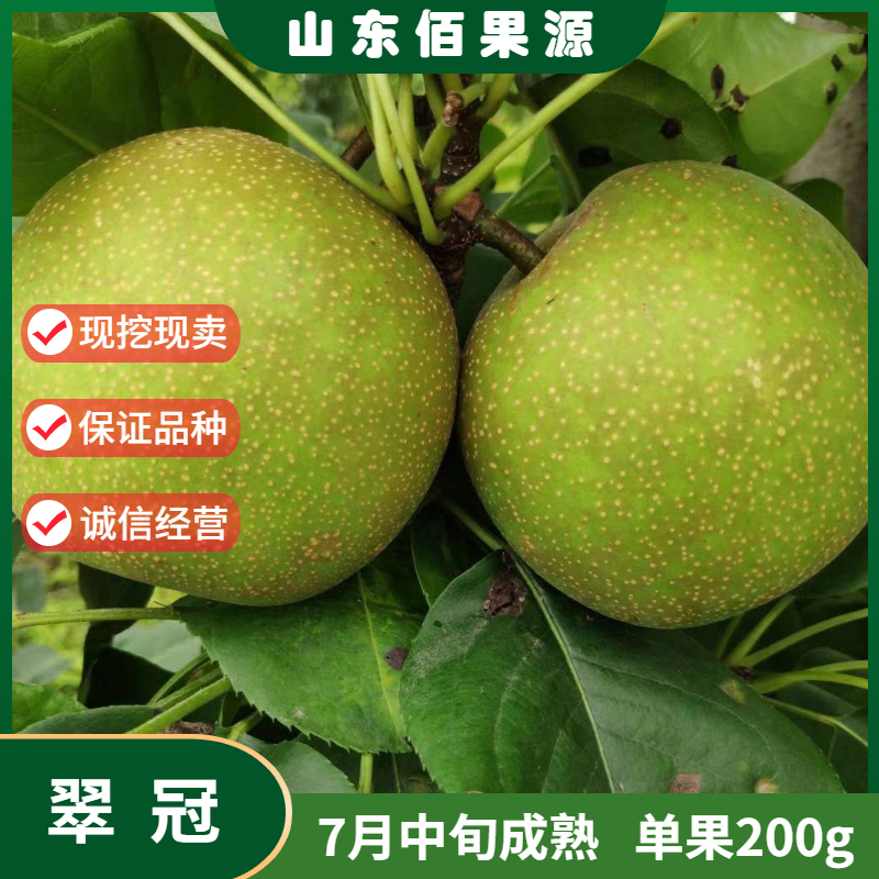 南汇翠冠梨树苗嫁接早熟青梨苗82梨树果苗南北方种植当年结果地栽