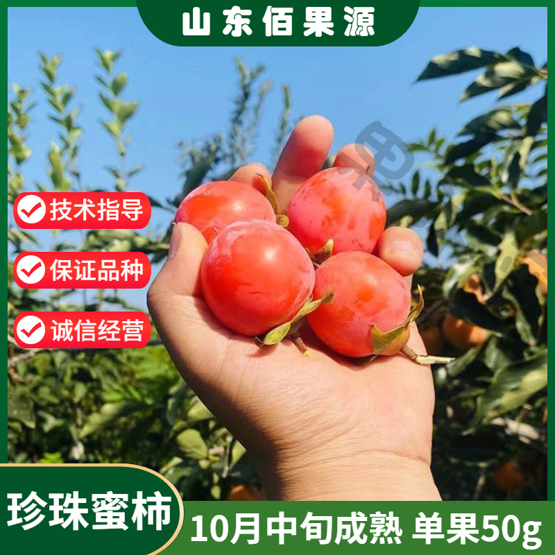 柿子树苗嫁接珍珠蜜柿南方北方软甜小柿子树果苗盆栽地栽当年结果