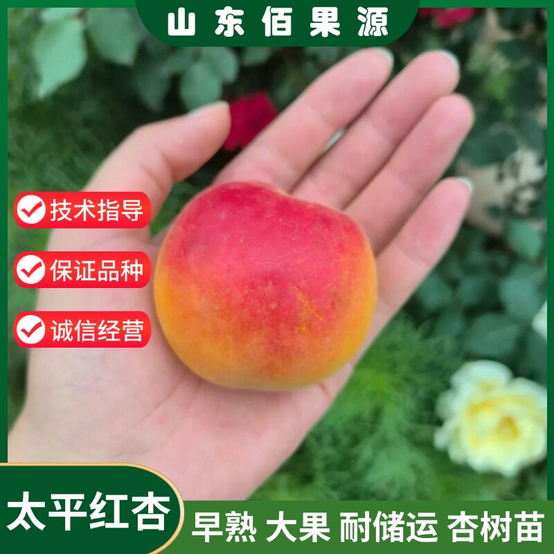 太平红杏树苗嫁接南北方种植香甜杏子树苗盆栽庭院地栽当年结果苗