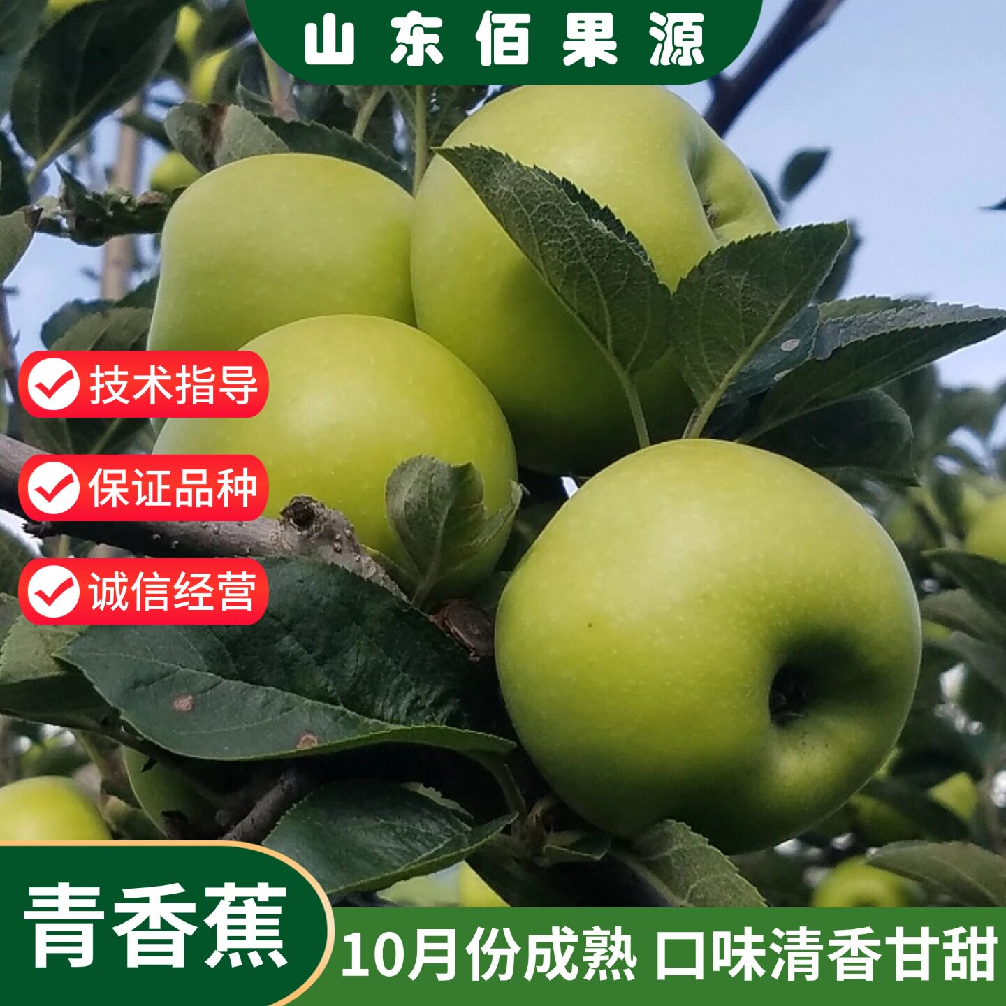 老品种青香蕉苹果树苗南北方庭院图片