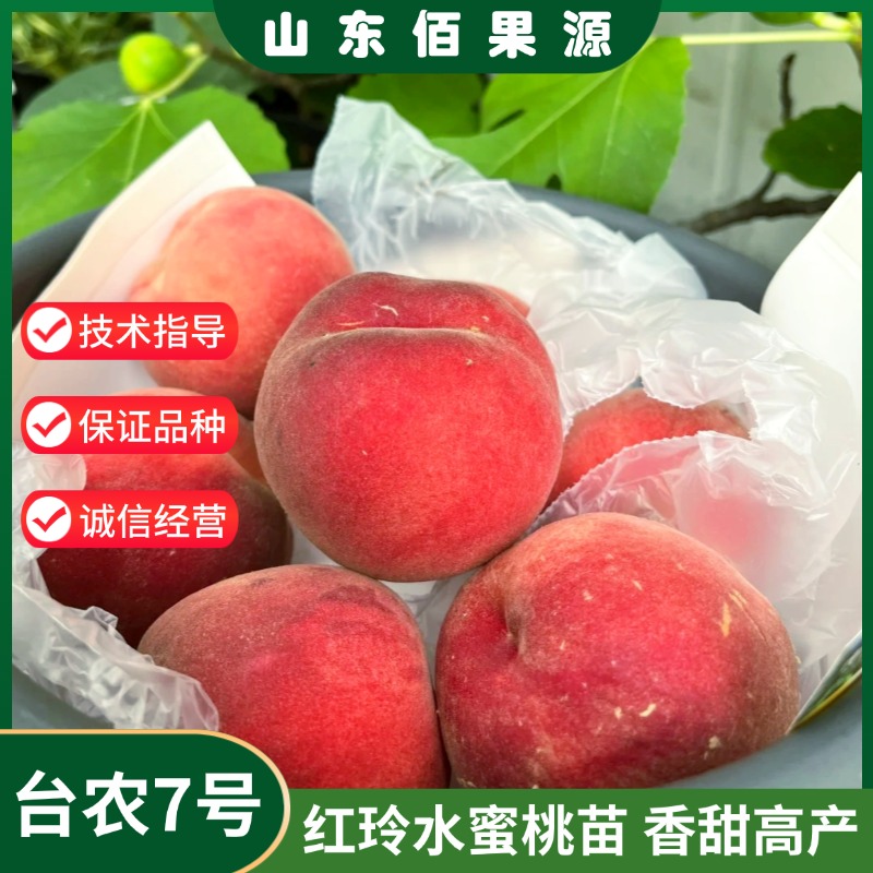 南方种植庭院桃树果苗台农蜜7号五月红玲水蜜桃树苗平地热带桃苗