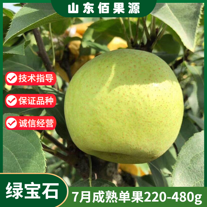 绿宝石梨树苗7月熟单果220-480g