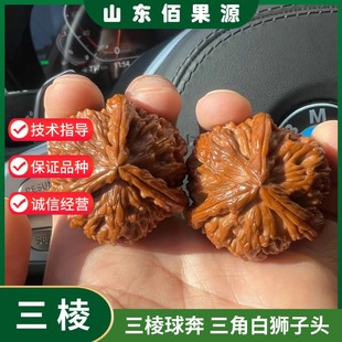 三棱球奔文玩核桃树苗盆栽三角白狮子头正奔麻核桃苗南方北方种植