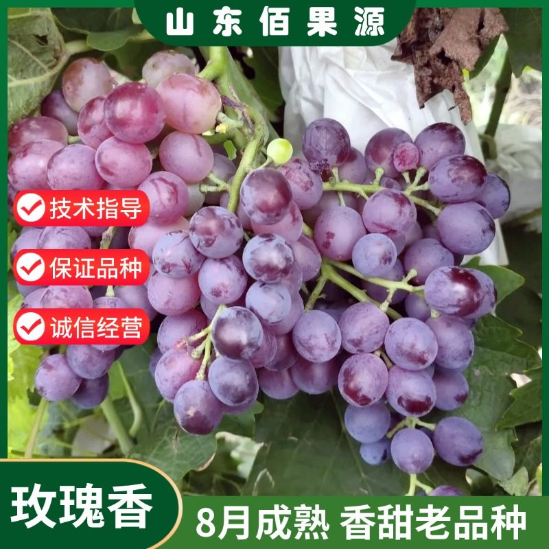 老品种玫瑰香葡萄树苖盆栽庭院爬葡萄盆栽