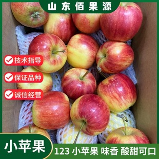 东北123小苹果树苗矮化盆栽庭院耐寒海棠果沙果苹果苗南北方种植