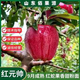 嫁接老品种红元帅苹果树苗特大粉面蛇果苹果苗南北方种植当年结果