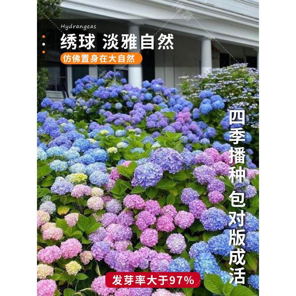 绣球花种籽子四季播种开花多年生花籽盆栽种植庭院易活室内外植物,标准件/零部件/工业耗材,输送带/传送带,淘宝优惠券,粉丝福利购,淘宝优惠卷