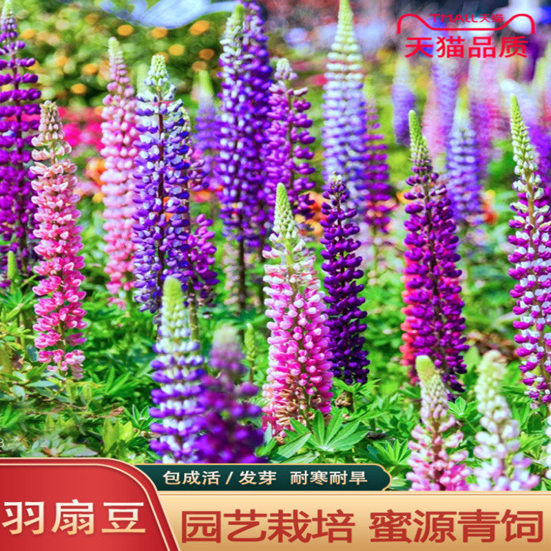 鲁冰花种子羽扇豆花籽易活四季播种花种子庭院阳台花海花种籽子