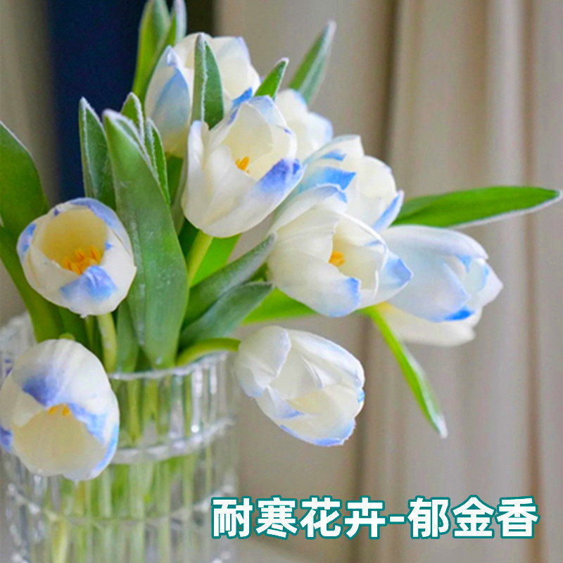 水培郁金香土养盆栽阳台花种荷兰进口重瓣大种球四季开花好活耐寒