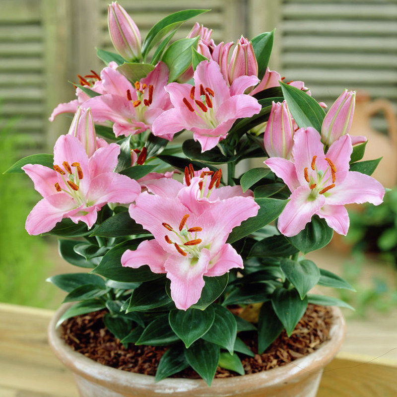 香水百合花种球四季播种开花好养易活花卉室内外盆栽进口百合种球