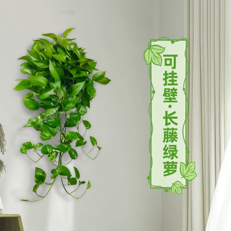 仿真绿萝吊兰壁挂藤蔓塑料绿植墙面装饰假花叶条垂吊仿真植物吊篮