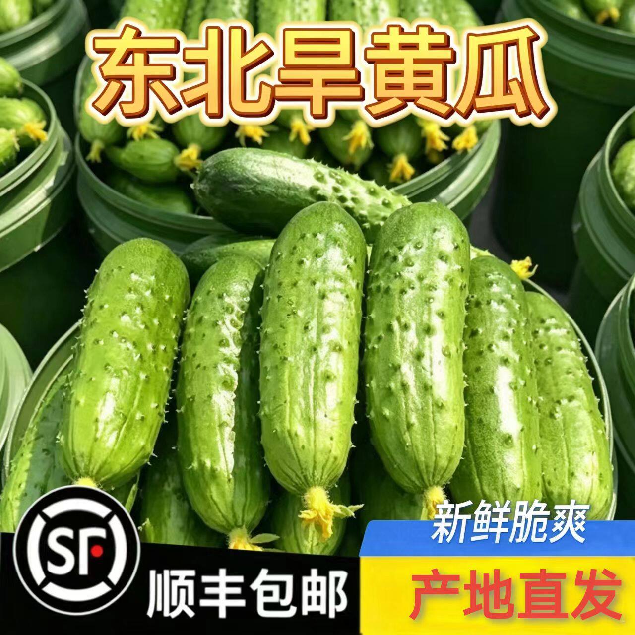 辽宁农家现摘旱黄瓜散装