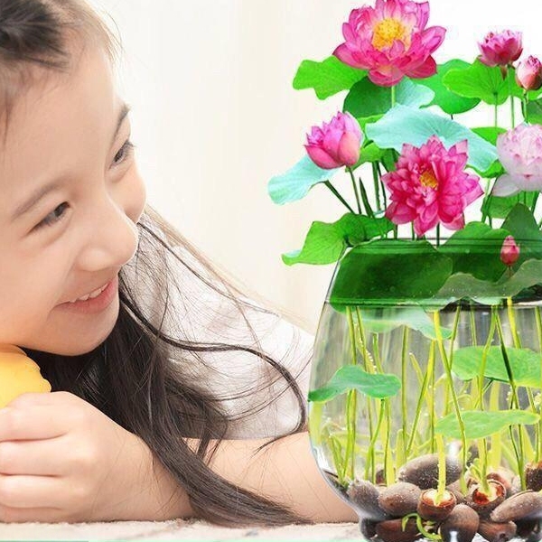 碗莲水培植物种孑花种室内水养