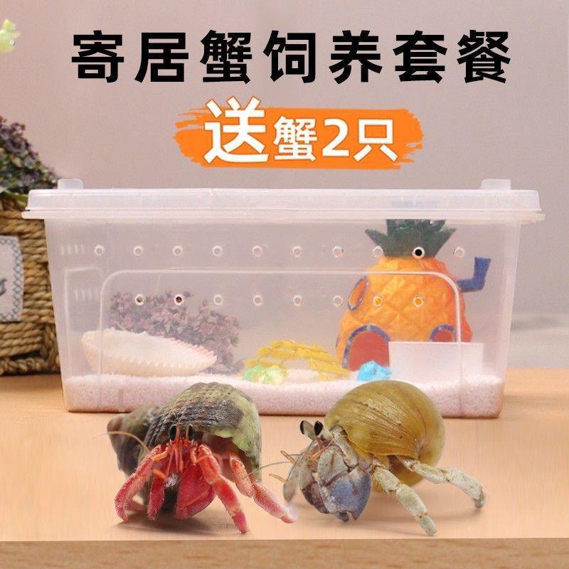 寄居蟹饲养箱套装小型桌面爬宠盒相手蟹生态养殖箱乌龟饲养缸手提