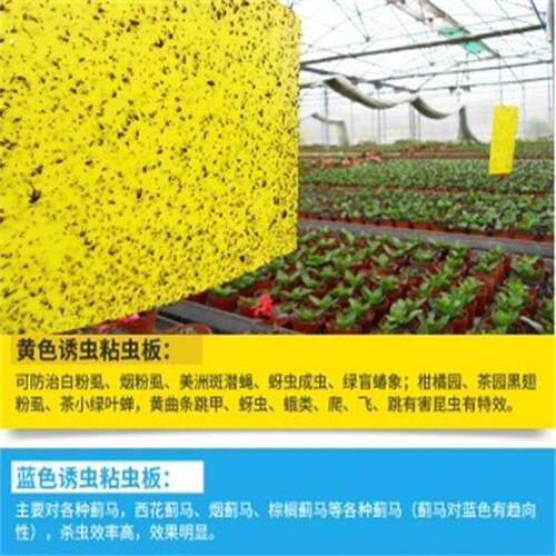 粘虫板黄板诱虫板纸贴防虫贴双面苍蝇防水小黑飞实蝇跳甲大棚蔬菜