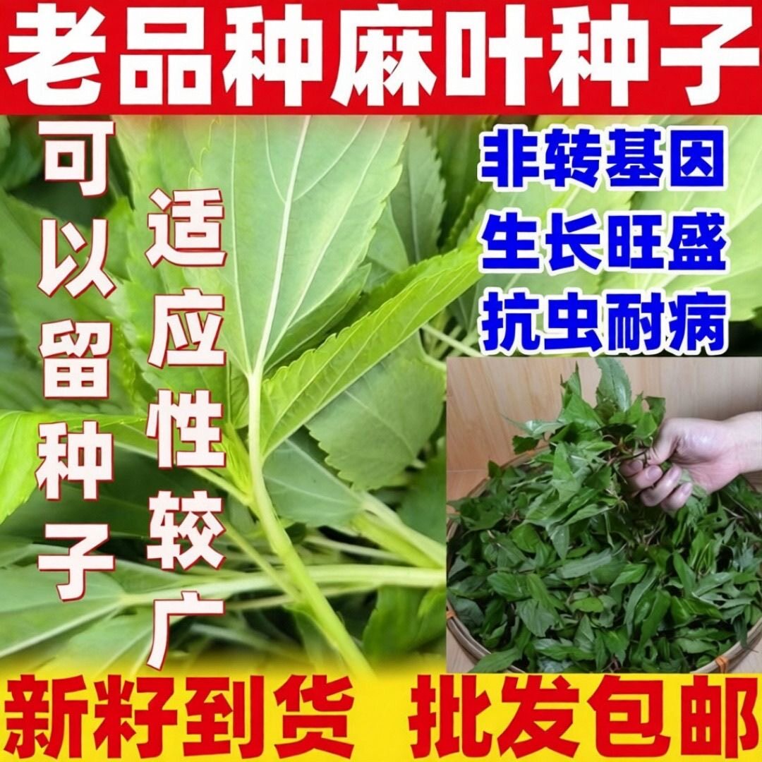 潮汕特色甜麻叶菜种子 正宗白麻叶籽 菜用凉拌青白麻叶 蔬菜种子