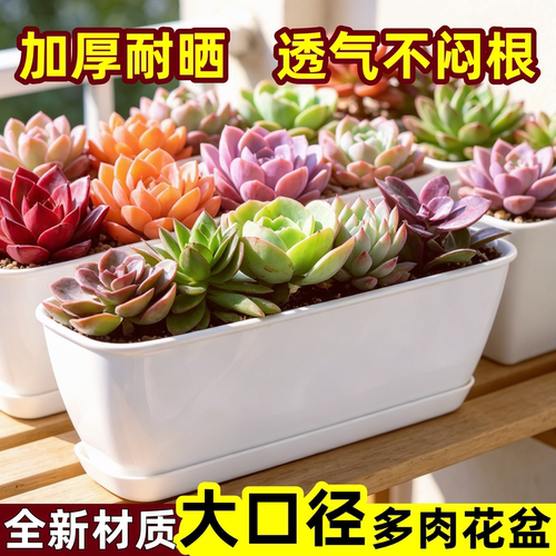 加厚树脂大口径多肉花盆带底托