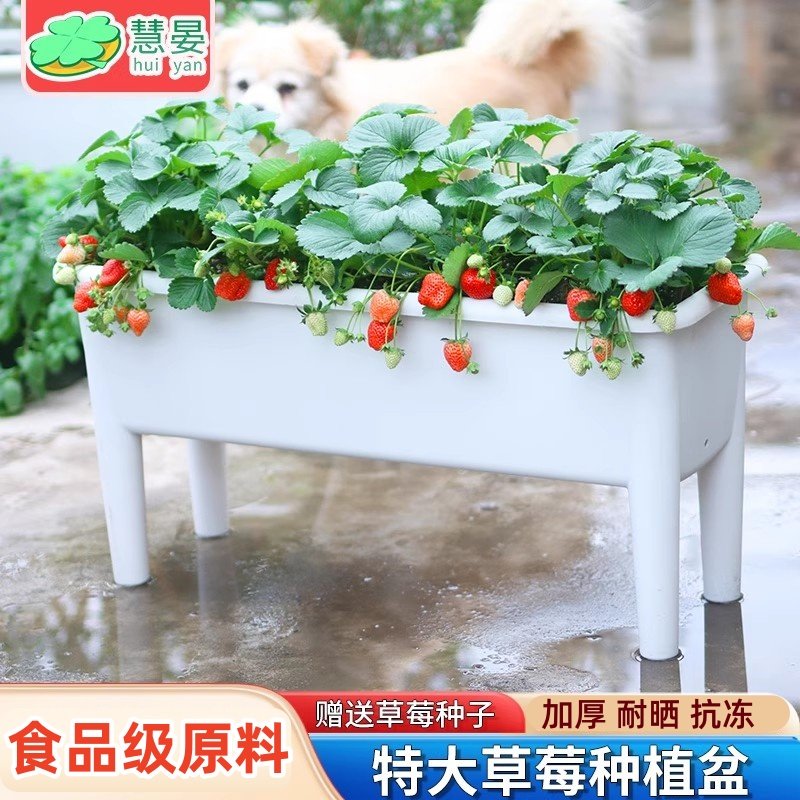 高脚阳台专用种菜盆架特大家用塑料花盆西瓜户外蔬菜长方形种植箱,鲜花速递/花卉仿真/绿植园艺,花盆,淘宝优惠券,粉丝福利购,淘宝优惠卷