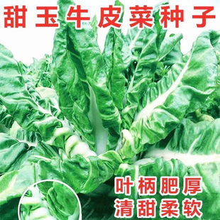 春不老厚皮菜种子白梗甜菜牛皮菜籽四季播耐寒猪肚菜易种蔬菜种子