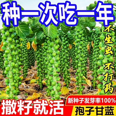 孢子甘蓝种子】一年四季种抱子甘蓝甜脆小包菜卷心菜包心菜种懒人