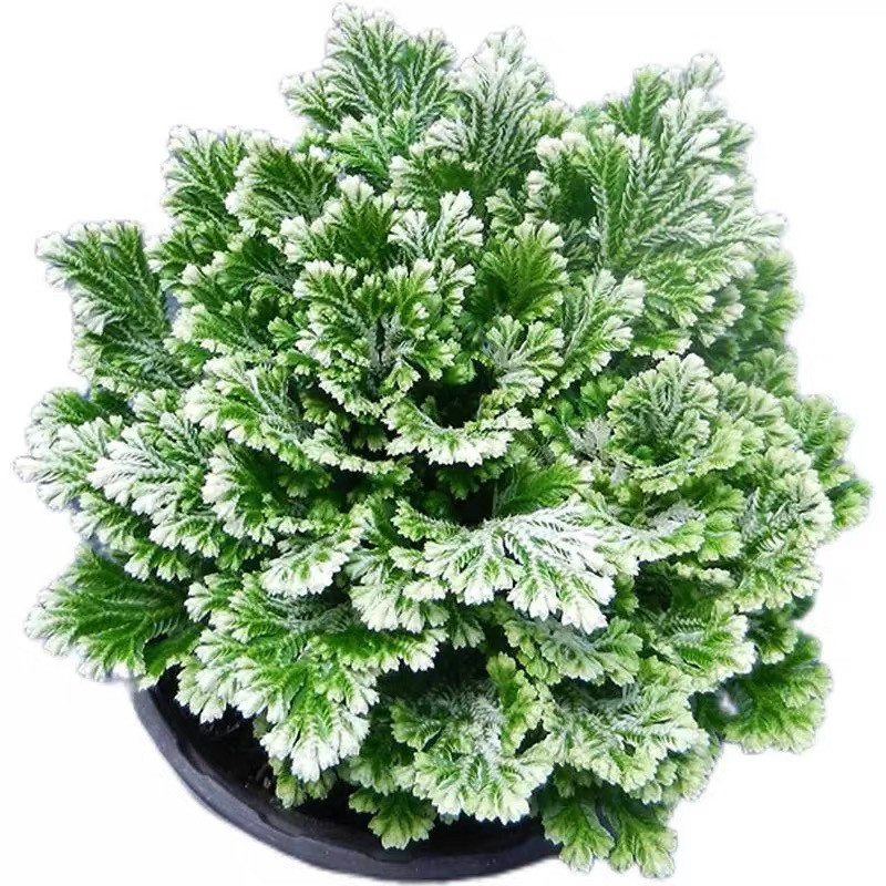 九死还魂草不死草中药材还阳草卷桌面绿植