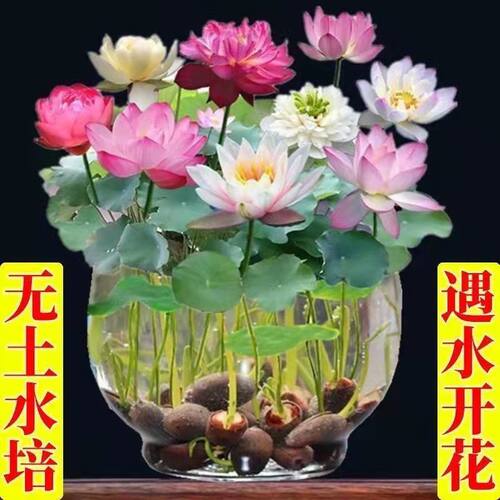 【7天发芽】碗莲种四季开花水培水养绿植睡莲荷花无土盆栽花卉