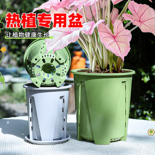 蝴蝶兰秋海棠角堇活性青山控根盆