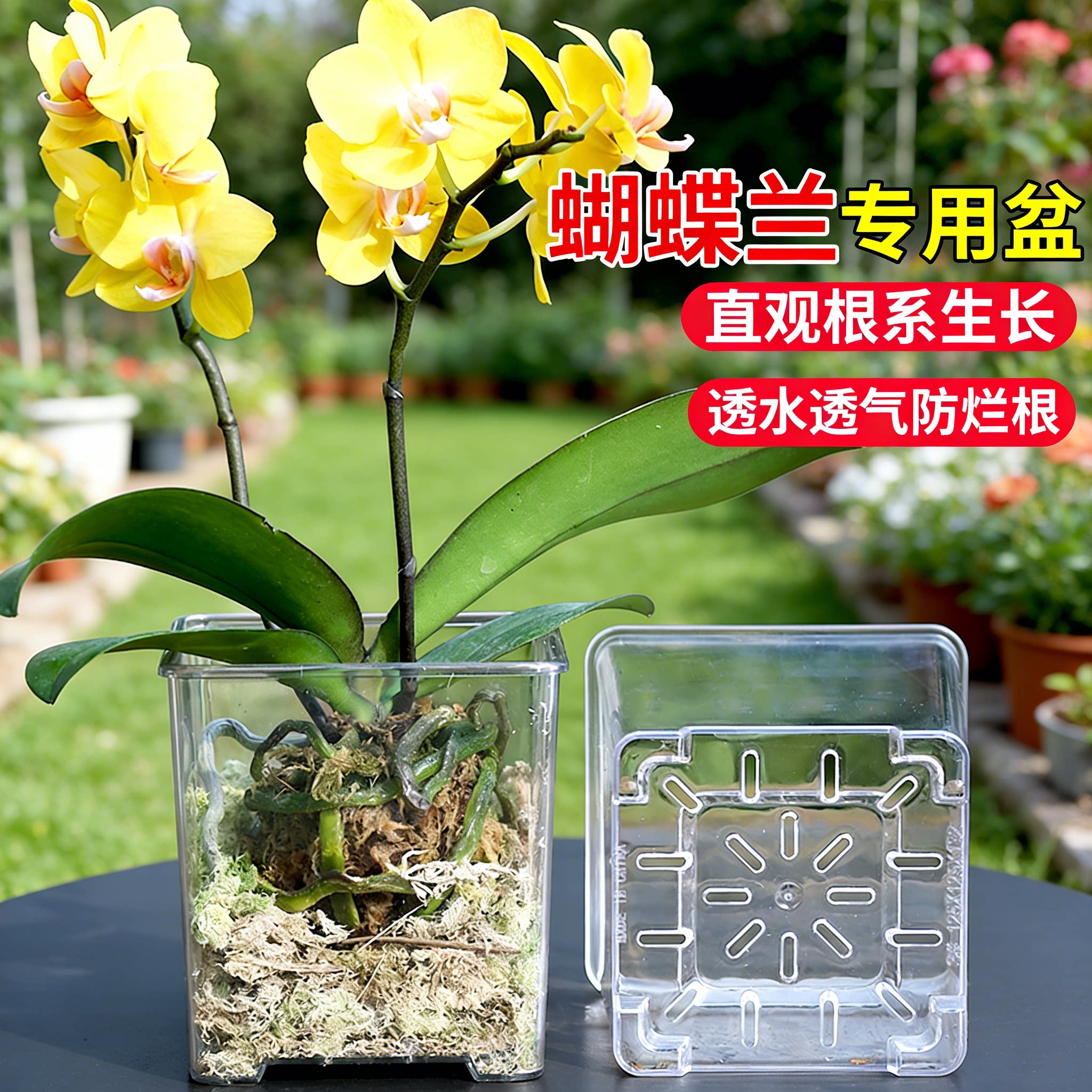亚克力透明方盆蝴蝶兰专用