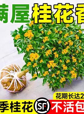 树木盆栽桂花树四季青植物户外绿植庭院家养花期超长的花卉院子种